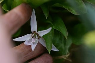 Erythronium Porcelain