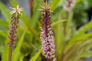 Eucomis