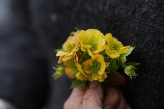 Geum Tempo Yellow