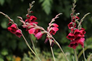 Gladiolis Papilio Ruby
