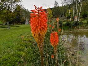 Kniphofia Giant Red
