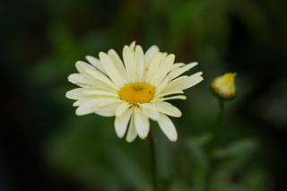 Leucanthemum Superbum Sonnenschein