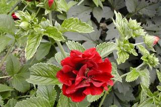 Potentilla Double Red