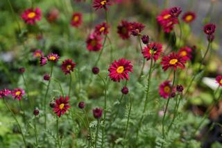 Pyrethrum Robinsons Red