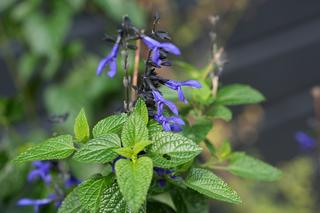 Salvia Blue Black