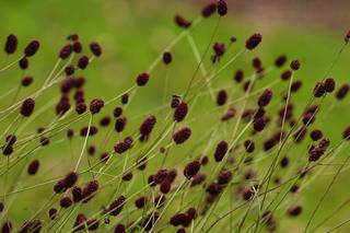 Sanguisorbia Officinalis