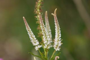 Veronicastrum Virginicum Album